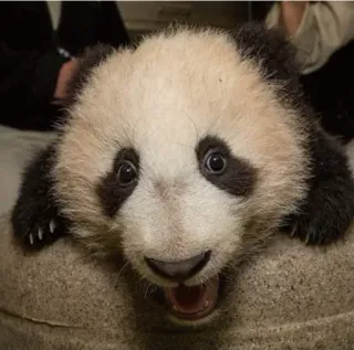 😅 panda, animal, cute, bear, baby panda telegram sticker