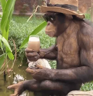🧋 chimpanzé, macaco, animal, bebendo, óculos de sol, chapéu, verão telegram sticker