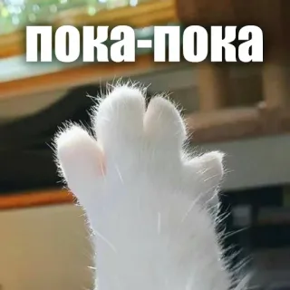 🖐 ПОКА-ПОКА cat paw, waving, goodbye, farewell, cat, animal telegram sticker
