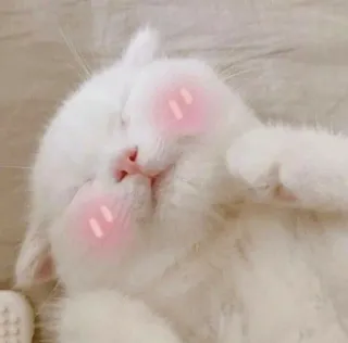 😊 cat, cute, animal, pet, kawaii, sleeping, white cat telegram sticker