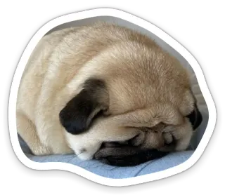😣 pug, dog, animal, pet, sleeping, cute, beige telegram sticker