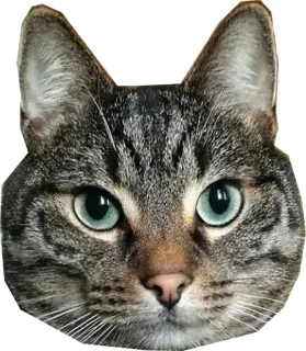 🙂 gato, mascota, animal, gato doméstico, felino, lindo telegram sticker