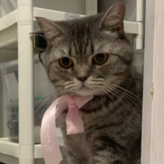 🐱 Romantic cat, ribbon, cute, pet, domestic animal, kitten, gray cat whatsapp sticker