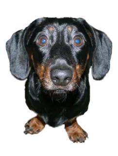 🥺 собака, такса, животное, милый, питомец whatsapp sticker