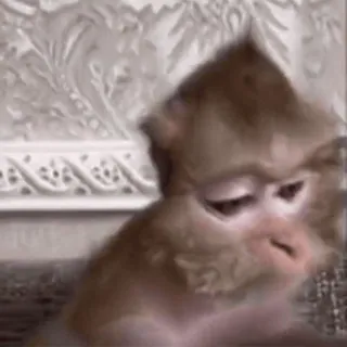 🌟 macaco, animal, triste, entediado telegram sticker