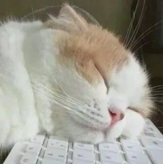 😺 chat, clavier, dormir, animal, animal domestique, ordinateur telegram sticker