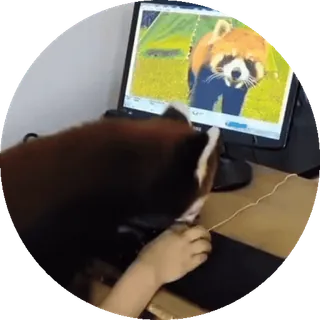 🐼 panda mała, komputer, monitor, zwierzę, gryzoń, słodki, biuro, praca telegram sticker