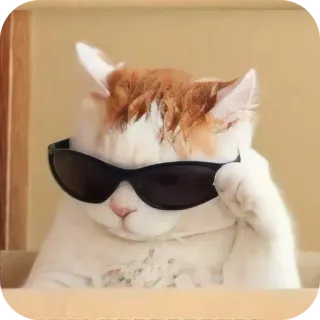 🐱 猫, サングラス, クール, 動物, ペット telegram sticker