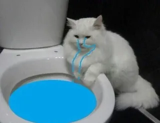 ⚡️ gato, baño, llorando, meme, divertido, triste telegram sticker