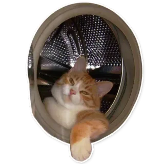 😎 chat, animal, mignon, animal de compagnie, domestique, orange, blanc telegram sticker