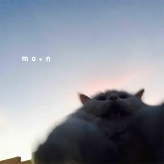 🌚 moon kot, księżyc, zwierzę, niebo telegram sticker