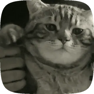 💗 猫, 动物, 可爱, 搞笑, 灰度 telegram sticker