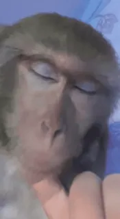 💋 monkey, animal, sleeping, primate, mammal, cute, wildlife telegram sticker