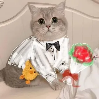 🐾 chat, chaton, fleurs, smoking, mignon, animal, animal de compagnie, art numérique telegram sticker
