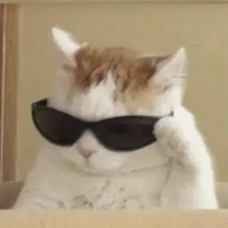 😎 Katze, Sonnenbrille, cool, Tier, Haustier telegram sticker