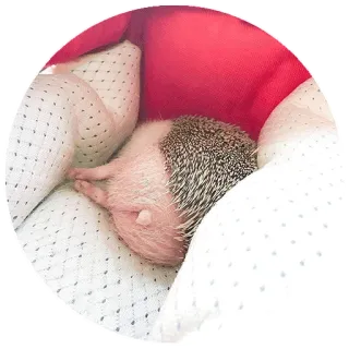 😒 erizo, animal, lindo, mascota telegram sticker