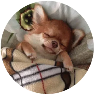 💤 perro, chihuahua, durmiendo, animal, mascota, lindo telegram sticker
