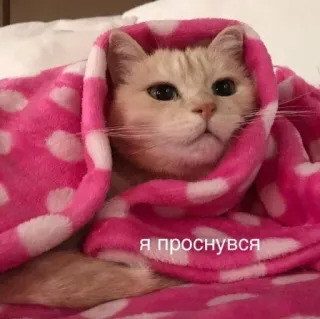 🐝 я проснувся telegram sticker