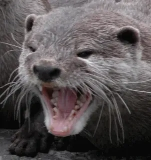 😄 otter, animal, mammal, wildlife, sea otter, marine animal, aquatic animal telegram sticker