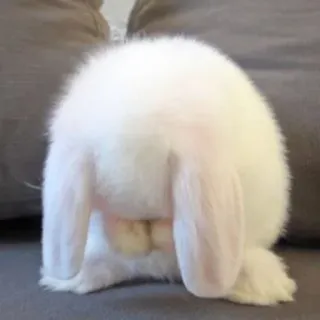 🌟 bunny, rabbit, animal, pet, cute whatsapp sticker