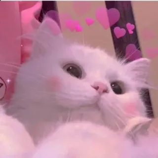❤️ cat, cute, white cat, animal, pet, hearts telegram sticker
