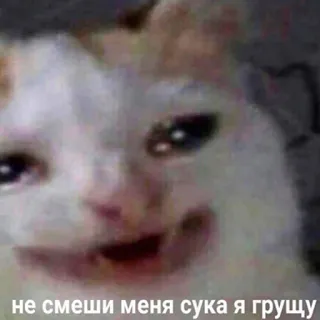 🐶 не смеши меня сука я грущу gato, meme, russo, ofensivo telegram sticker