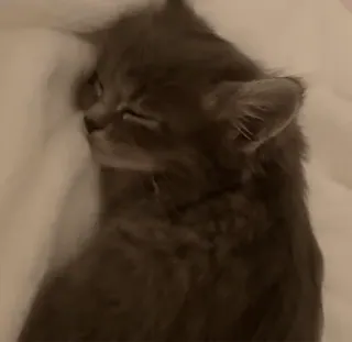 💕 chat, chaton, dormir, gris, animal de compagnie, animal whatsapp sticker