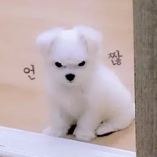 🥺 언 쫘응 chó, chó con, chó Maltese, dễ thương, động vật telegram sticker