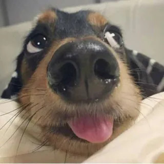 😋 perro, cachorro, lindo, animal, mascota telegram sticker