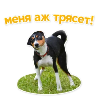 😬 меня аж трясет! dog, sticker, russian, animal, meme, funny telegram sticker
