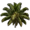🥥