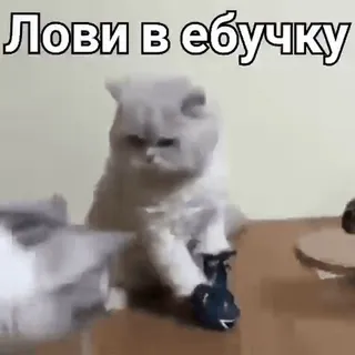 👊 Лови в ебучку gato, ofensivo, russo, meme, animal telegram sticker