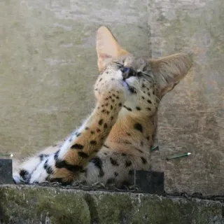 🤔 Serval, Katze, Raubkatze, Tier, Wildtier, gefleckt, Savanne whatsapp sticker