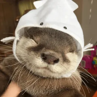 😌 Loutre, Animal, Chapeau, Mignon, Loutre de mer, Chapeau de poulpe, Portrait animalier telegram sticker
