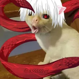 🥴 @asssssve gato, anime, meme, engraçado, animal, meme da internet telegram sticker