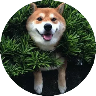 😮 pies, shiba inu, zwierzę, zwierzak, słodki, natura, krzaki telegram sticker