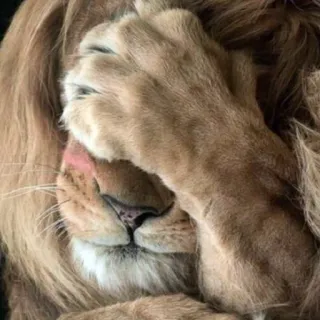 ☺️ leão, animal, gato, pata, vida selvagem, rosto telegram sticker