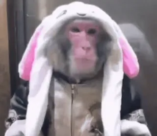 😐 monkey, animal, cute, bunny, hoodie, costume whatsapp sticker