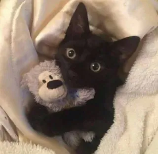 ❤️ gatto, gattino, gatto nero, peluche, carino, animale domestico, animale domestico telegram sticker