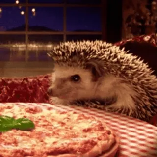 🍕 hedgehog, pizza, animal, food, cute, mammal whatsapp sticker