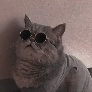 😎 猫, サングラス, 動物, ペット, かっこいい, グレー猫 telegram sticker