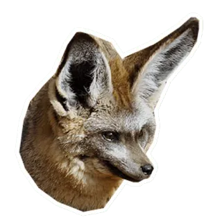 🦊 fox, animal, fennec fox, mammal, wildlife, desert animal telegram sticker