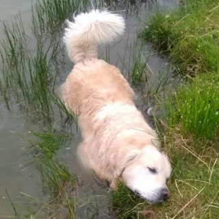 🥴 Hund, Golden Retriever, Wasser, Tier, Haustier, Schwimmen, Natur telegram sticker