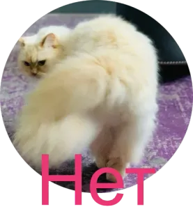 🙅 Нет кот, русский, текст, мем whatsapp sticker