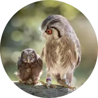 🦉 coruja, pássaros, vida selvagem, natureza, animais telegram sticker
