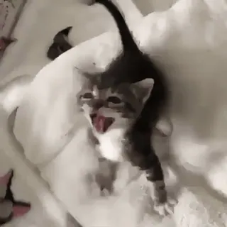 🌟 子猫, 猫, かわいい, 動物, ペット telegram sticker