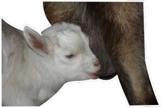 😚 goat, baby, white, animal, mammal telegram sticker