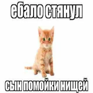✋ ебало стянул
сын помойки нищей chat, animal, offensant, mème, russe whatsapp sticker