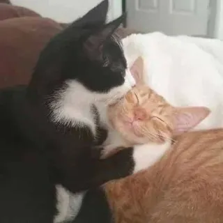 💋 кошки, котята, животные, милые, питомец, домашние животные, кошачьи telegram sticker