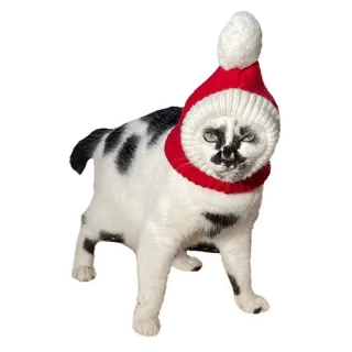 🎅 chat, bonnet de Père Noël, animal, Noël, animal de compagnie telegram sticker